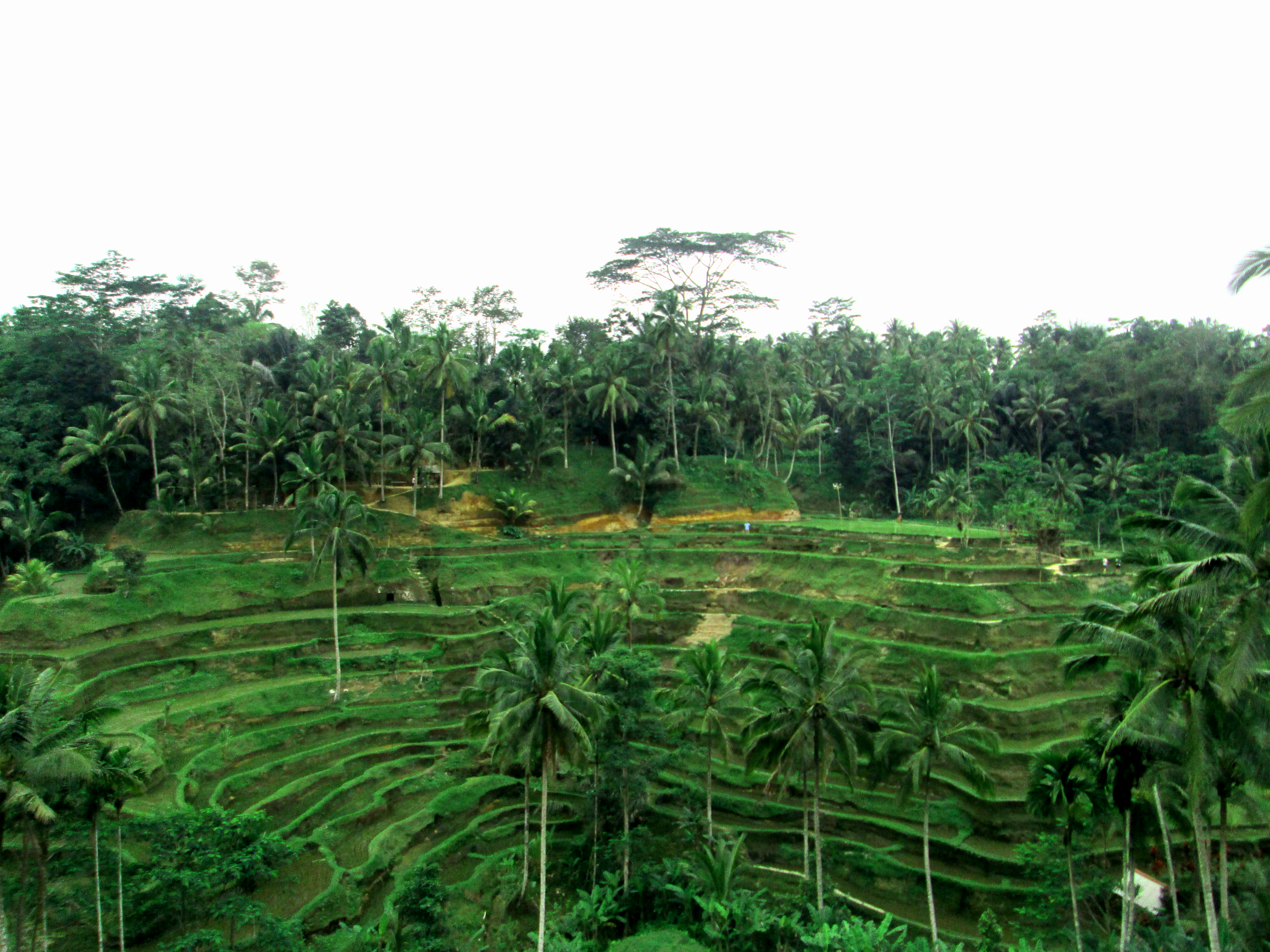 Tegalalang Rice Terrace, Bali